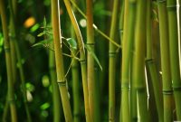 Bamboo Wallpapers - Top Free Bamboo Backgrounds - WallpaperAccess