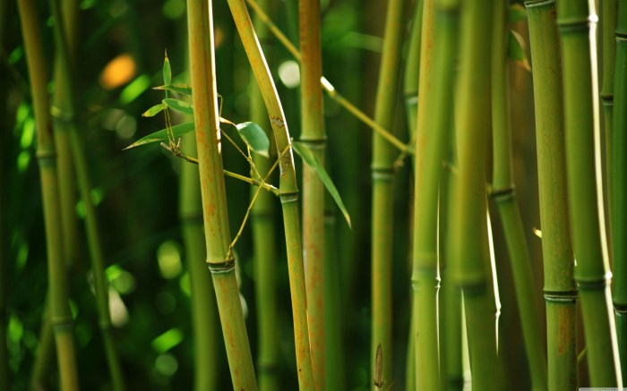 Bamboo Wallpapers - Top Free Bamboo Backgrounds - WallpaperAccess