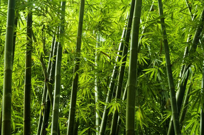 Bamboo education: Learning the environmental benefits of bamboo